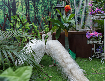 一群神鳥引爆的再次奇跡 ——【建發(fā)·半山御園2期】園林開放日，2天接待5400人